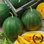 Watermelon Seeds - Picnic - Crimson Sweet Yellow (Organic)