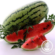 Watermelon Seeds - Picnic - Georgia Rattlesnake