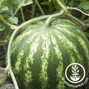 Watermelon Seeds - Mini - Triple Gold Hybrid