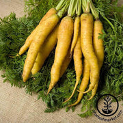 Carrot Seeds - Yellow