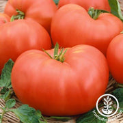 Tomato Seeds - Slicing - Soldacki