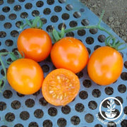 Tomato Seeds - Salad - Pride of the Trials