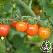 Tomato Seeds - Cherry - Matt's Wild Cherry