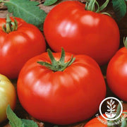 Tomato Seeds - Slicing - Brandywine Red Regular Leaf