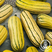 Squash Seeds - Winter - Delicata Bush AAS