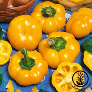 Pepper Seeds - Sweet - Cheese Yellow