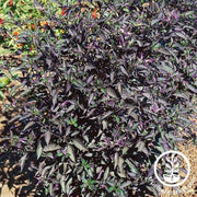 Pepper Seeds - Ornamental - Royal Black