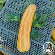 Squash Seeds - Italian - Giallo de Italia Zucchini