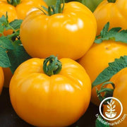 Tomato Seeds - Slicing - Azoychka