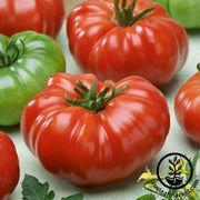 Tomato Seeds - Slicing - Costoluto Genovese