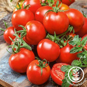 Tomato Seeds - Salad - Czech Bush