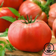 Tomato Seeds - Slicing - Early Red Chief