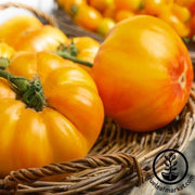 Tomato Seeds - Slicing - Gold Medal