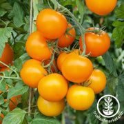 Tomato Seeds - Salad - Mini Orange