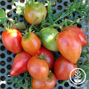 Tomato Seeds - Slicing - Oxheart Bi Color Striped