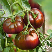 Tomato Seeds - Slicing - Paul Robeson