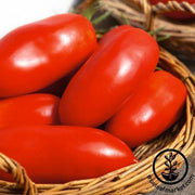 Tomato Seeds - Paste - Polish Paste