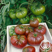 Tomato Seeds - Slicing - Purple Calabash