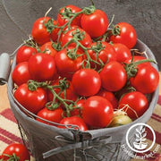 Tomato Seeds - Salad - Quedlinburger Furhe Libe