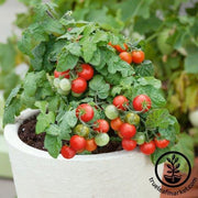 Tomato Seeds - Cherry - Red Robin