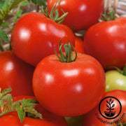 Tomato Seeds - Slicing - Red Russian