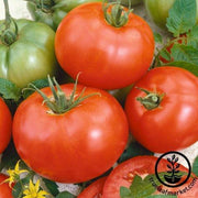 Tomato Seeds - Salad - Silvery Fir Tree