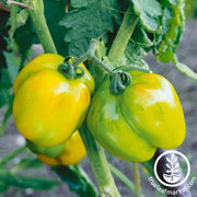 Tomato Seeds - Slicing - Stuffer Green