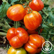 Tomato Seeds - Salad - Stuffer Striped