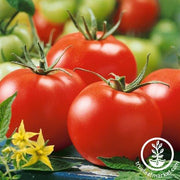 Tomato Seeds - Salad - Stupice