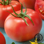 Tomato Seeds - Salad - Super Sioux