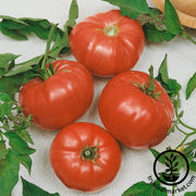 Tomato Seeds - Slicing - Watermelon Beefsteak