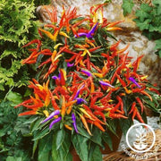 Pepper Seeds - Ornamental - Fireworks