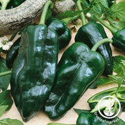 Pepper Seeds - Hot - Ancho