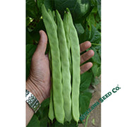 Bean Seeds - Pole - Qing Bain - Romano Type