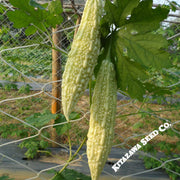 Gourd Seeds, Bitter - White - Hybrid