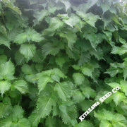 Shiso Herb Seeds (Perilla) - Ohba