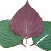 Shiso Herb Seeds (Perilla) - Jeok Ssam Ip