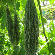 Gourd Seeds, Bitter- Dark Jade - Hybrid
