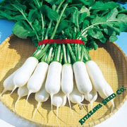 Radish Seeds - Korean - Sushiro - Hybrid