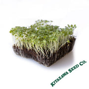 Mustard Seeds - Golden Streak - Microgreens Seeds