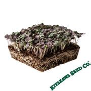 Shiso Herb (Perilla) - Jeok Ssam Ip - Microgreens Seeds