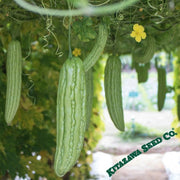 Gourd Seeds - Bitter Mara Hybrid