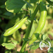 Bean, Fava (Organic) - Cover Crop Seeds