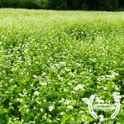 Buckwheat - Organic - Cover Crops Seeds