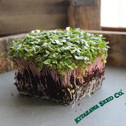 Radish - Red Arrow - Microgreens Seeds