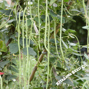 Bean Pole Seeds - Oriental Yard Long