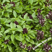 Thai Basil Seeds - Siam Queen