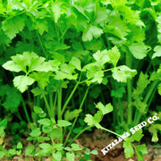 Celery Seeds - Nan Ling Cutting