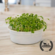 Mustard - Spicy Oriental (Organic) - Microgreens Seeds