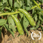 Bean Seeds - Fava - Organic